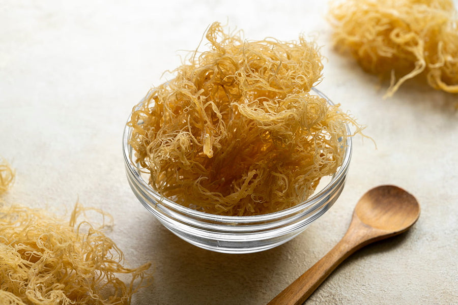 The Power of 100% Jamaican Sea Moss Extract